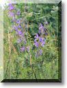 2012-06-24-BALADE-STE GENEVIEVE003.jpg